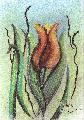 magnyos tulipn, porpasztellel. 29,5x21 cm, papron.